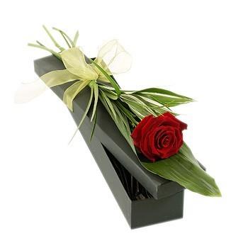 Single Red Rose in a Gift Box product1184