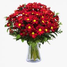 Red Chrysantimums Red Chrysantimums